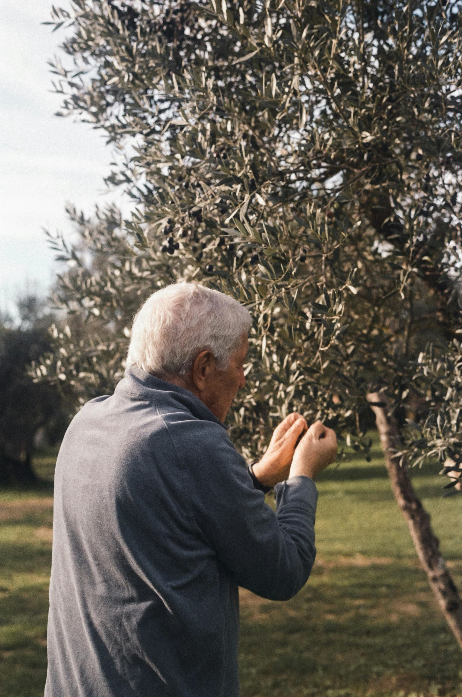 Récolte des olives