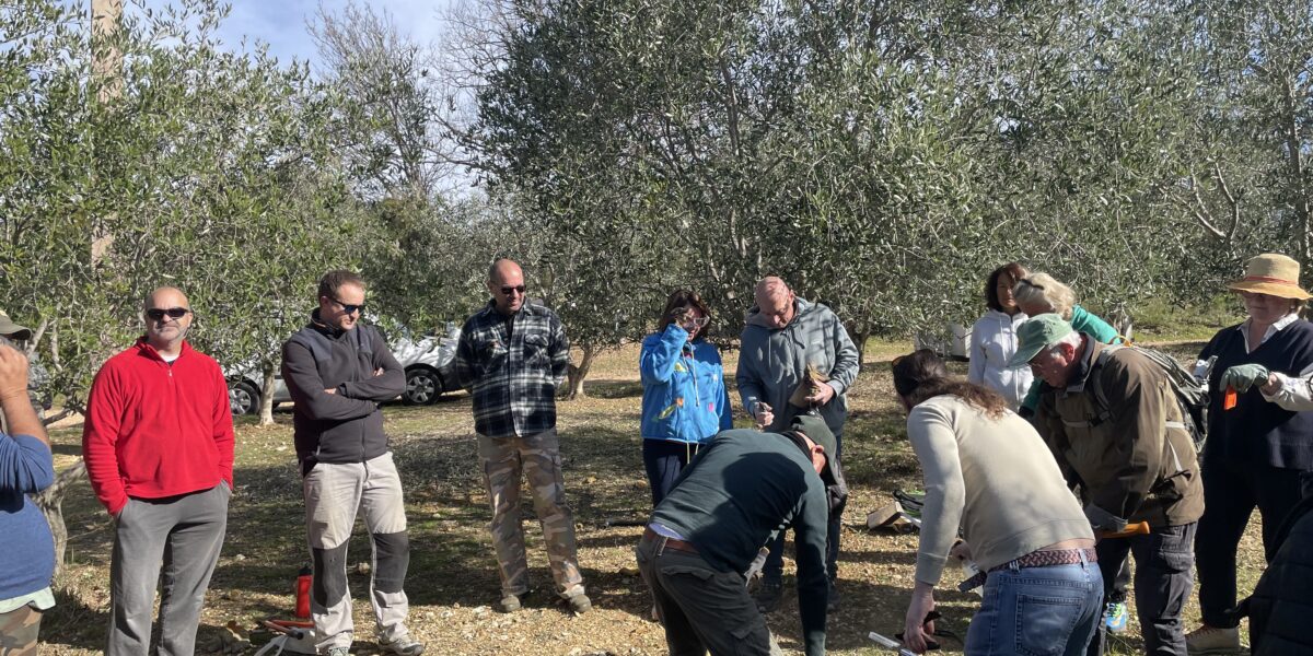 Chantier collectif - Taille des oliviers