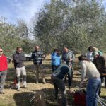 Chantier collectif - taille des oliviers / SCIC Les ferrages