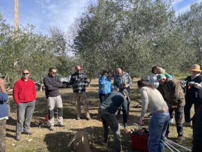 Chantier collectif - Taille des oliviers