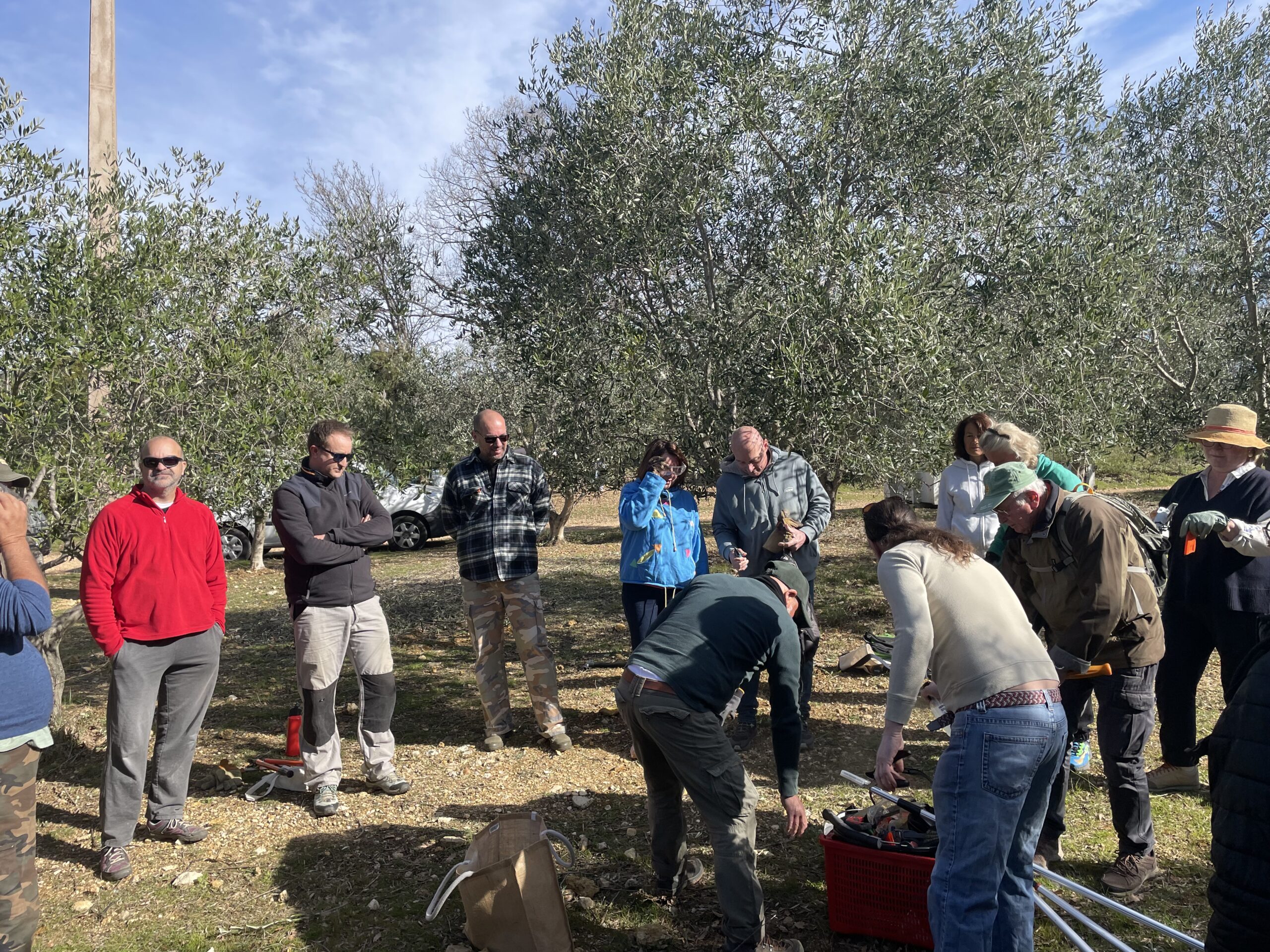 Chantier collectif – Taille des oliviers