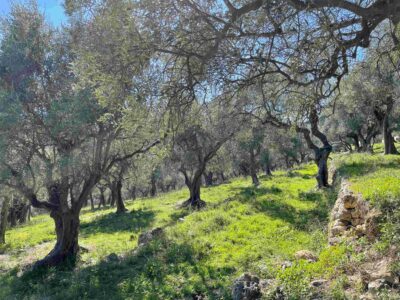 Chantier collectif - Taille des oliviers