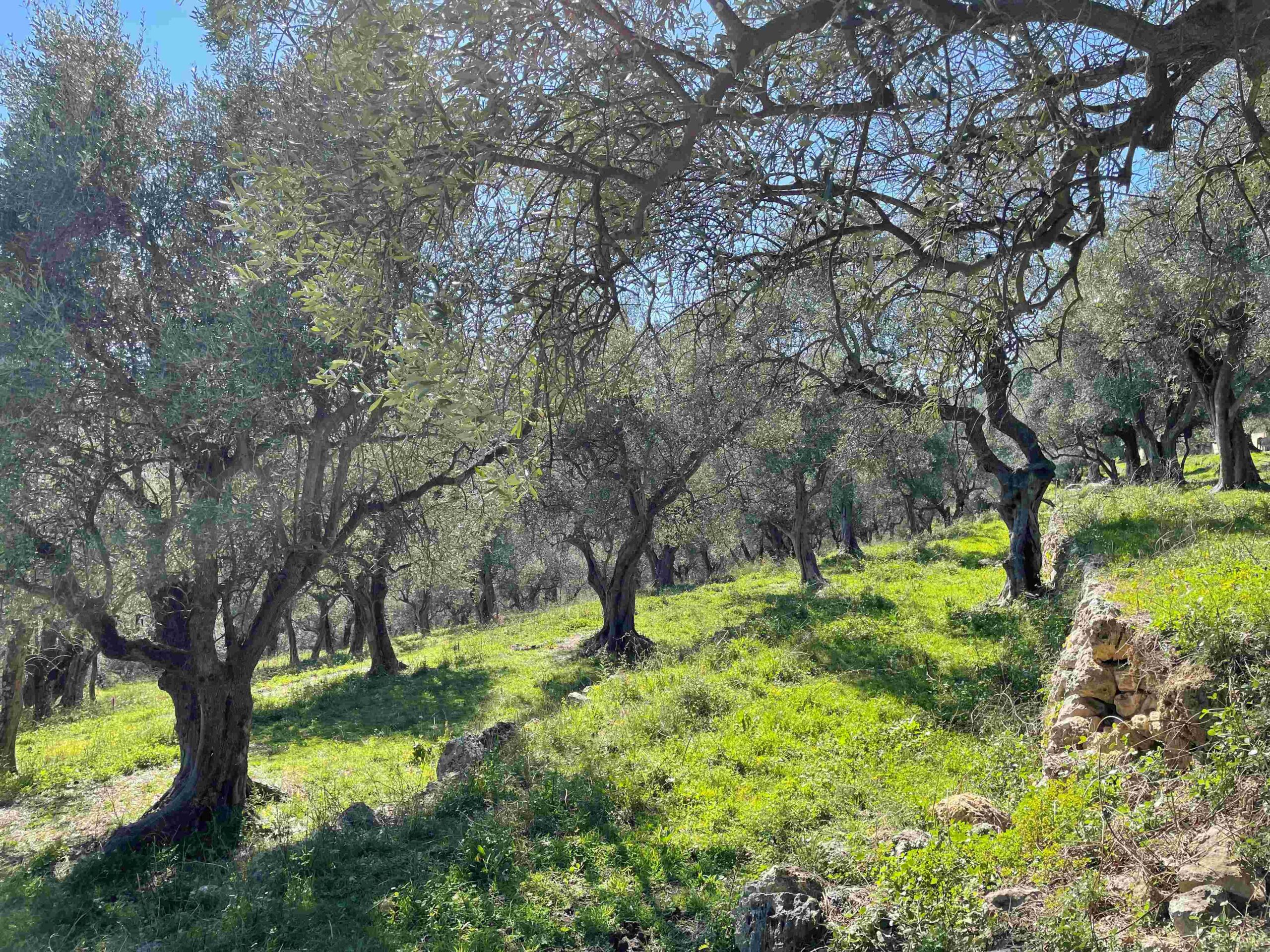 Chantier collectif – Taille des oliviers